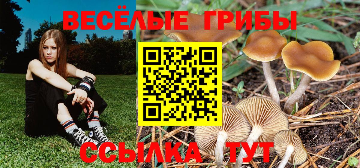 Псилоцибиновые грибы Psilocybe  Вход с VPN  Псилоцибиновые грибы Cubensis  Чита 